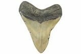 Fossil Megalodon Tooth - North Carolina #299062-2